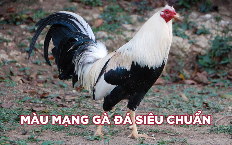 Màu mạng gà đá siêu chuẩn – Những điều kê thủ cần biết 